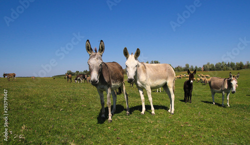 Tablou canvas Herd of wild donkeys graze on meadow
