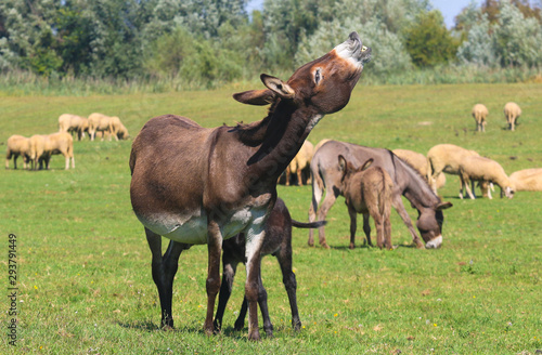 Donkey hee haw on the pasture photo