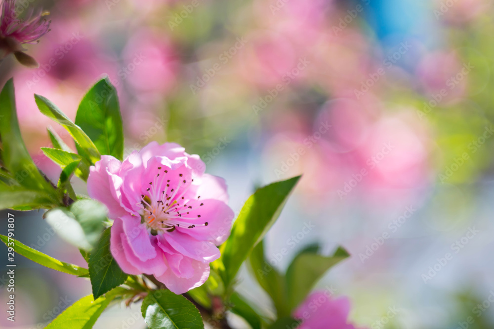 Fototapeta premium Blooming pink plum blossom with blur background
