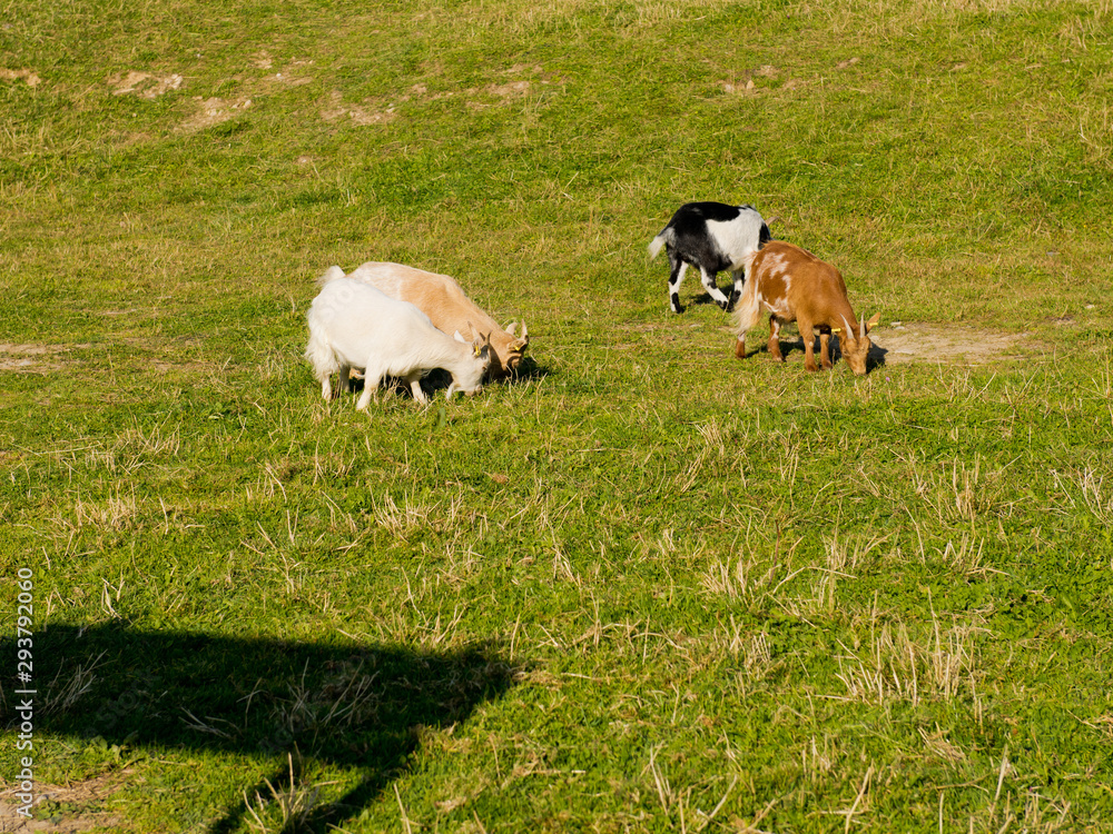Obraz premium Goats graze in the meadow.