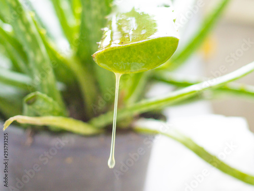 Gel leaking from the leaf cut of Aloe Vera star cactus. Isolated on a white background