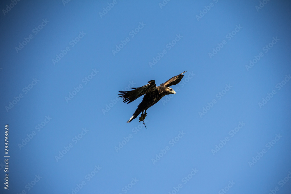 captive eagle flying in the blue sky