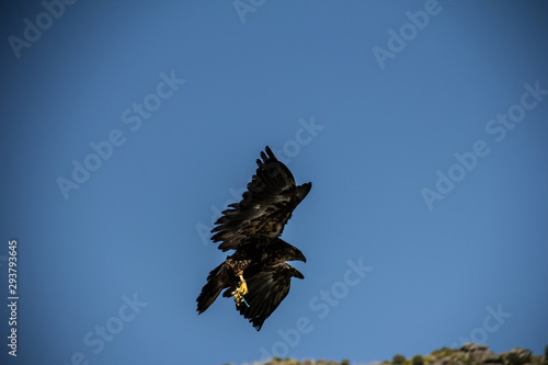 eagle in flight approaching the landing site