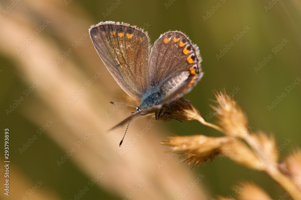 Macro photo of large blue butterfly in early morning in Danubian wetland, Slovakia, Europe Macro photo of large blue butterfly in early morning in Danubian wetland, Slovakia, Europe