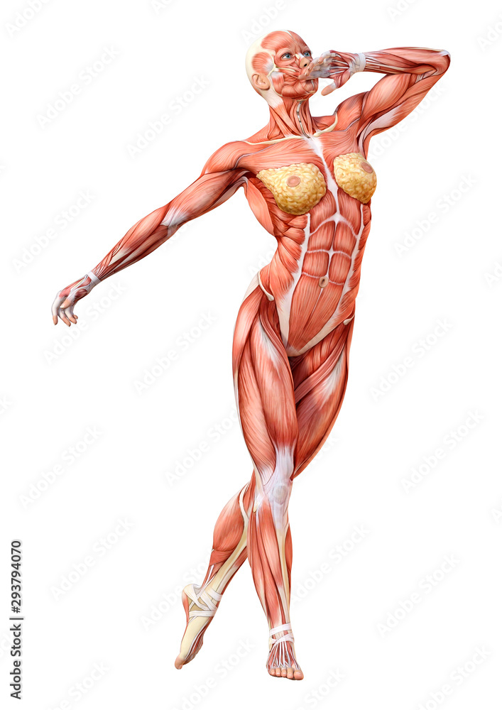 3D Rendering Female Anatomy Figure on White 3D Rendering Female Anatomy Figure on White