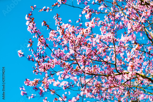 bloom in spring, spring flowers photo