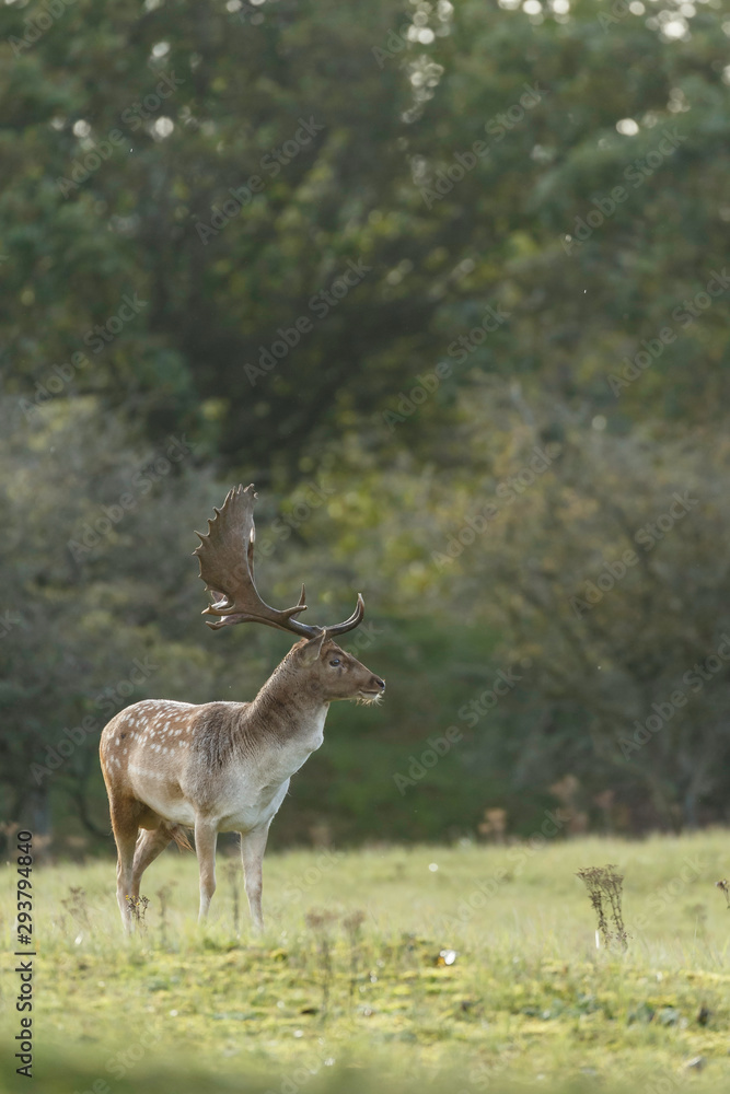 Obraz premium Fallow deer in nature during mating season in autumn colors