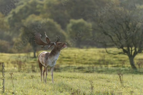 Photography Fallow deer in nature during mating season in autumn colors