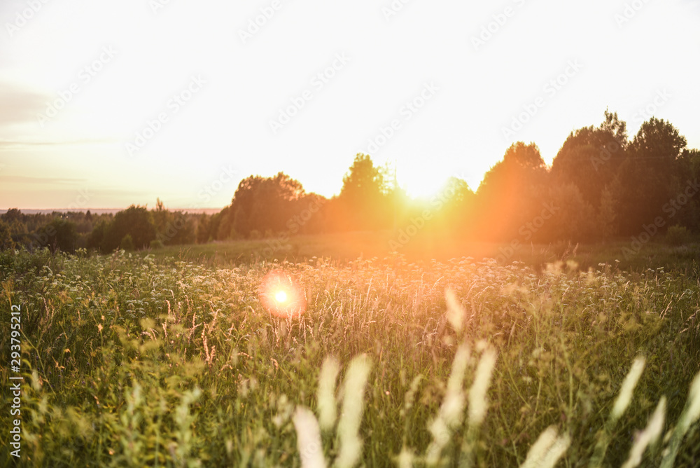 flowering field and forest in the sunset