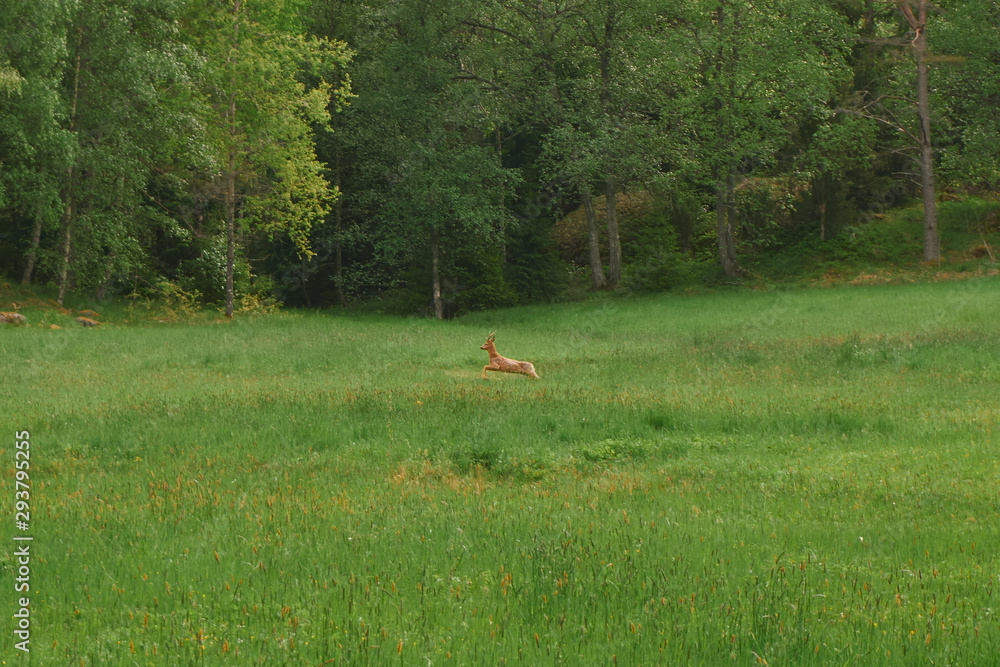 Running deer in field Running deer in field
