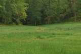 Running deer in field