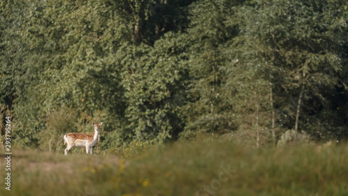 Fallow deer in nature during mating season in autumn colors © Menno Schaefer
