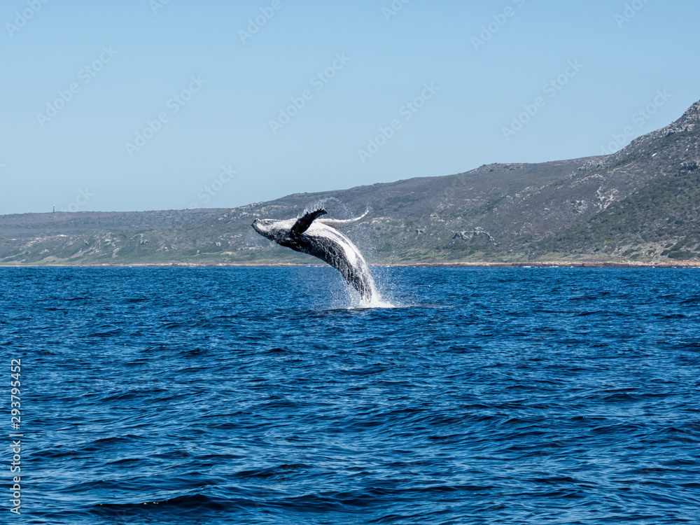 Fototapeta premium Humpback Whale Breaching