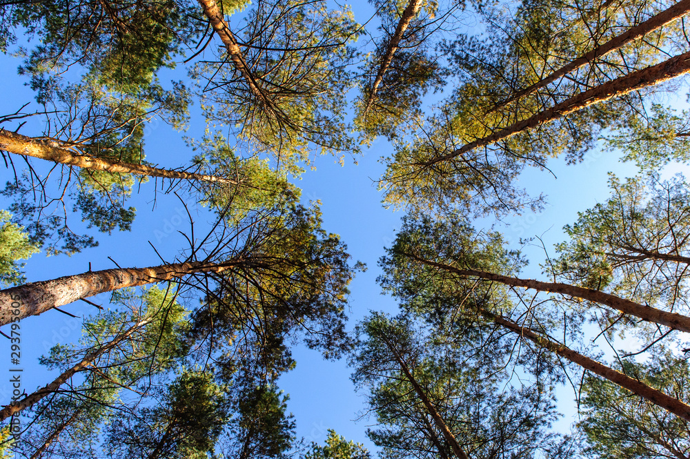 Fototapeta premium forest on a sunny day