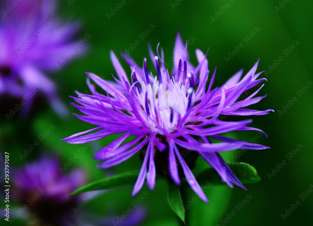 closeup of purple flower closeup of purple flower