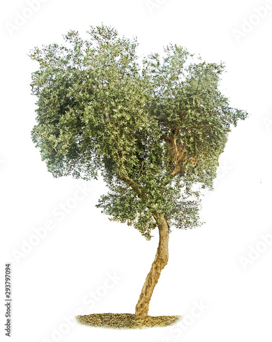 Olive tree on white background