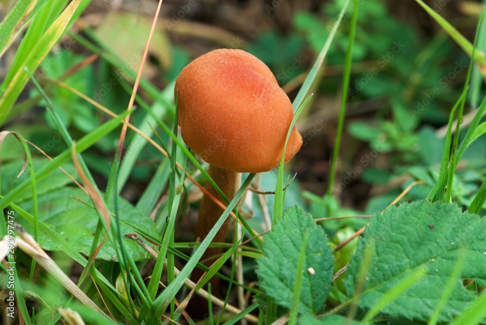 red-brown mushroom on thin leg in grass