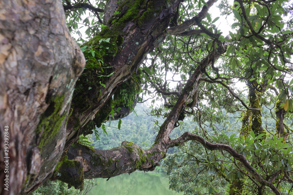 Tropical tree with green plants near lake. Travel, fairy tale concept. Close-up, copy space Tropical tree with green plants near lake. Travel, fairy tale concept. Close-up, copy space