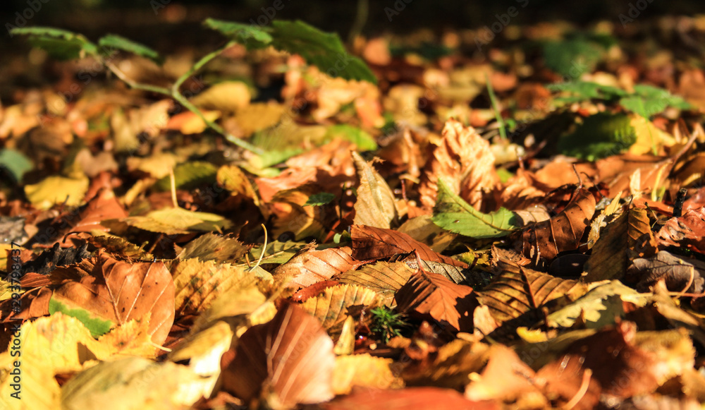 Herbstlaub Herbstlaub