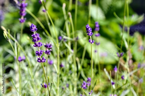 Close up of violet flowers Lavandula angustifolia  true lavender or English lavender  garden  narrow-leaved lavender . Lavender inflorescence on green blurred background. 
