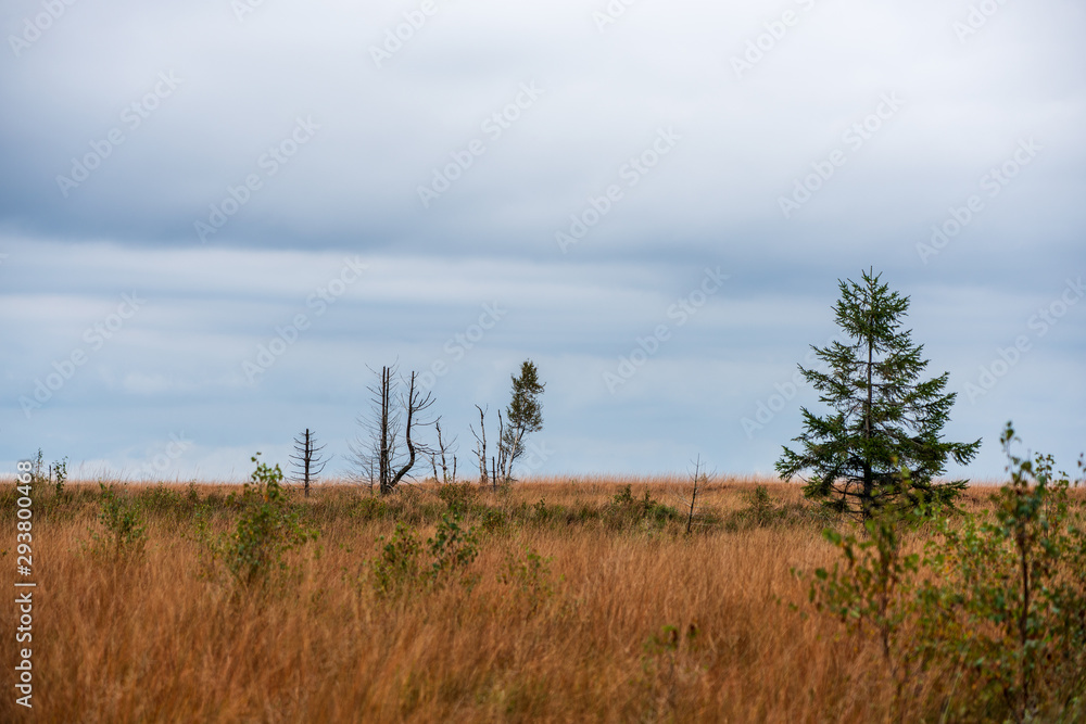 Moorland landscape of the High Fens in autumn, Belgium.. Moorland landscape of the High Fens in autumn, Belgium..