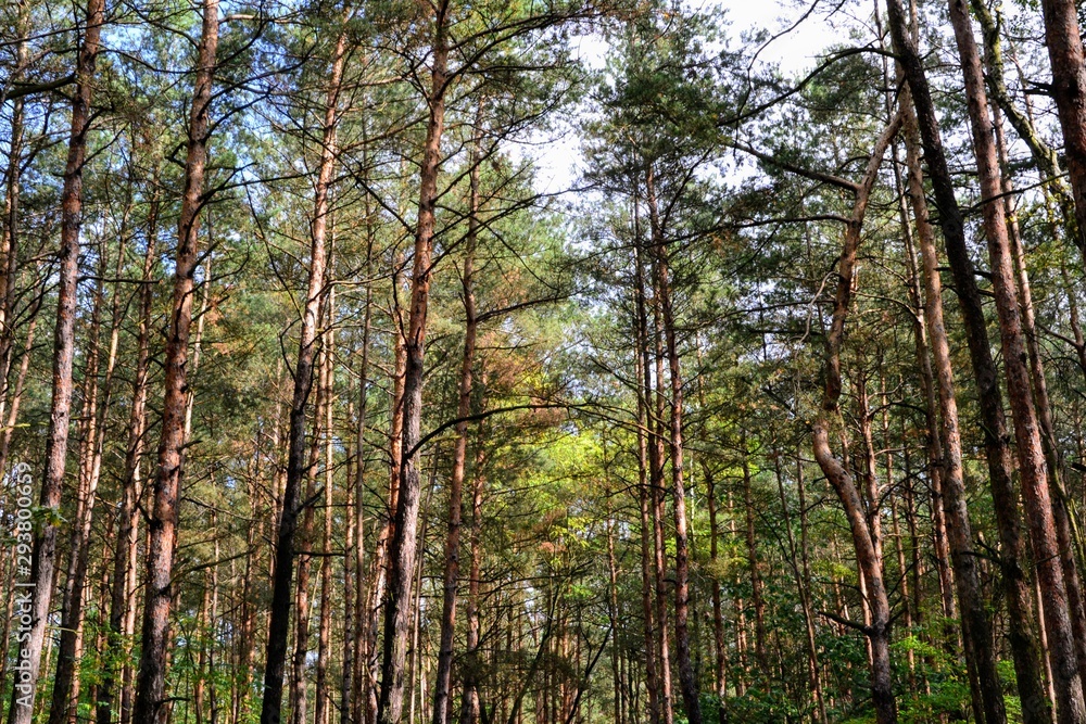 Green pine forest with tree silhouettes. Ecology, environment, save forest concept Green pine forest with tree silhouettes. Ecology, environment, save forest concept