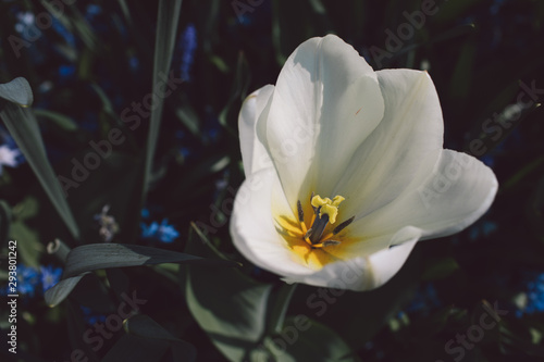 Spring in Netherlands