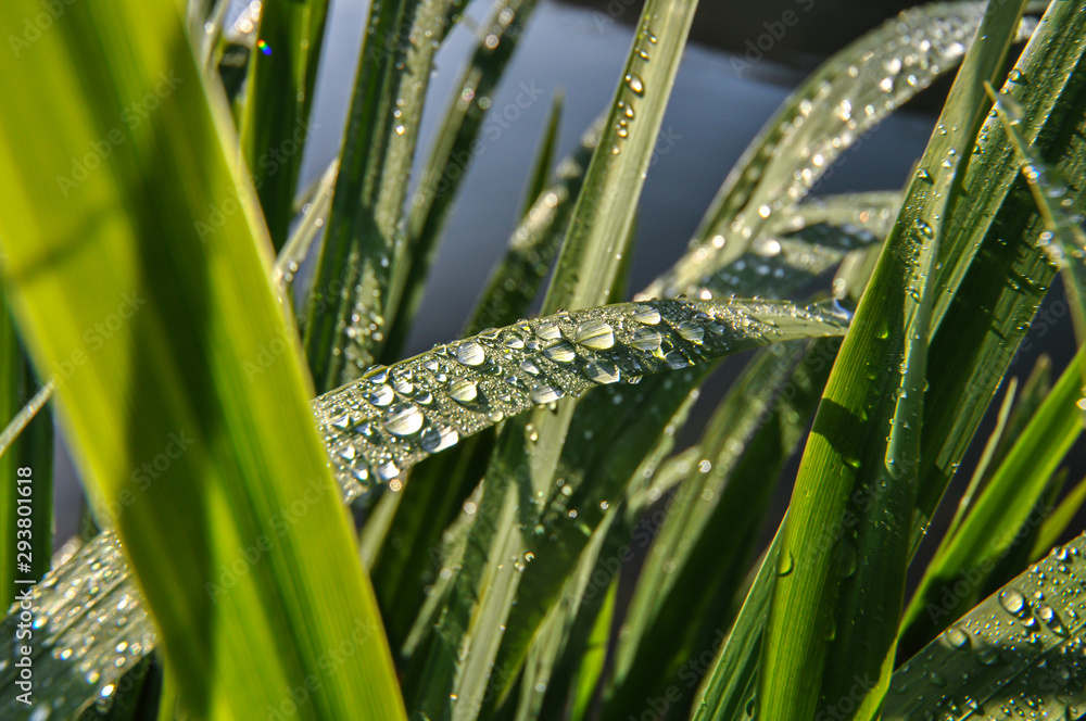 Fototapeta premium Tautropfen Gras Halm Schilf Teich Ufer Wasser Perlen Reflextion Ufer Gräser grün Sonnenlicht vergänglich Schönheit Makro Nahaufnahme Sauerland Deutschland Seilersee Verdunstung Morgen Frühtau 