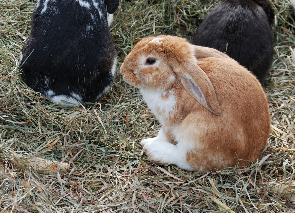 Fototapeta premium Lop eared Rabbit sitting in hay