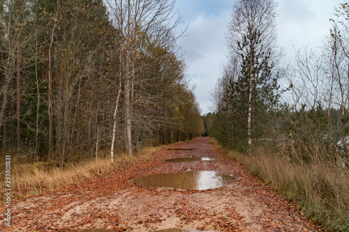 forest in autumn