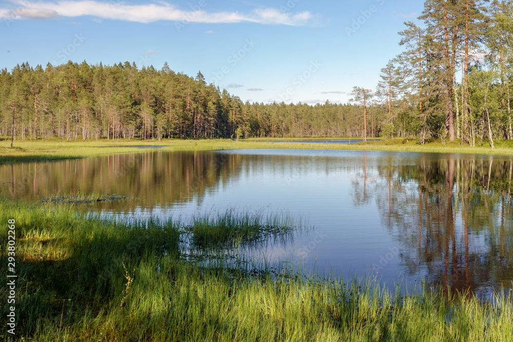 marshy lake landscape in summer day