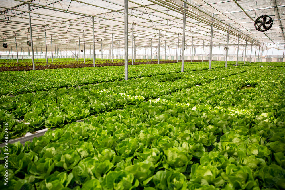 Greenhouse with modern technology for growing ogranic green salad Greenhouse with modern technology for growing ogranic green salad