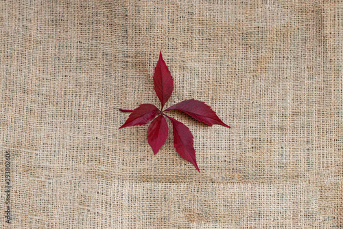 autumn red leaves on sack texture background