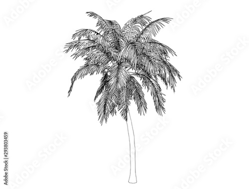 sketch of palm tree on a white background vector