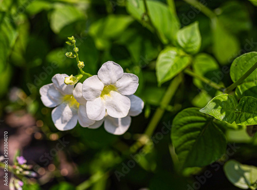 White blossom flower with daylight