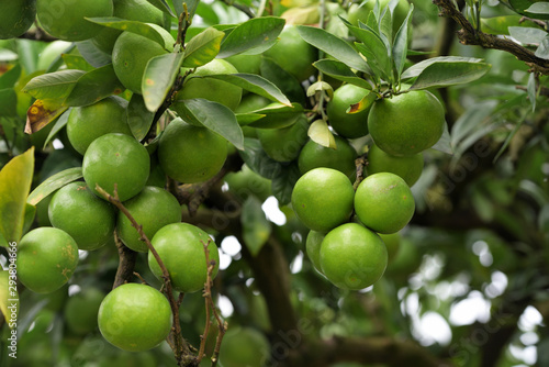 Young fruits of satsuma orange, on the branch
