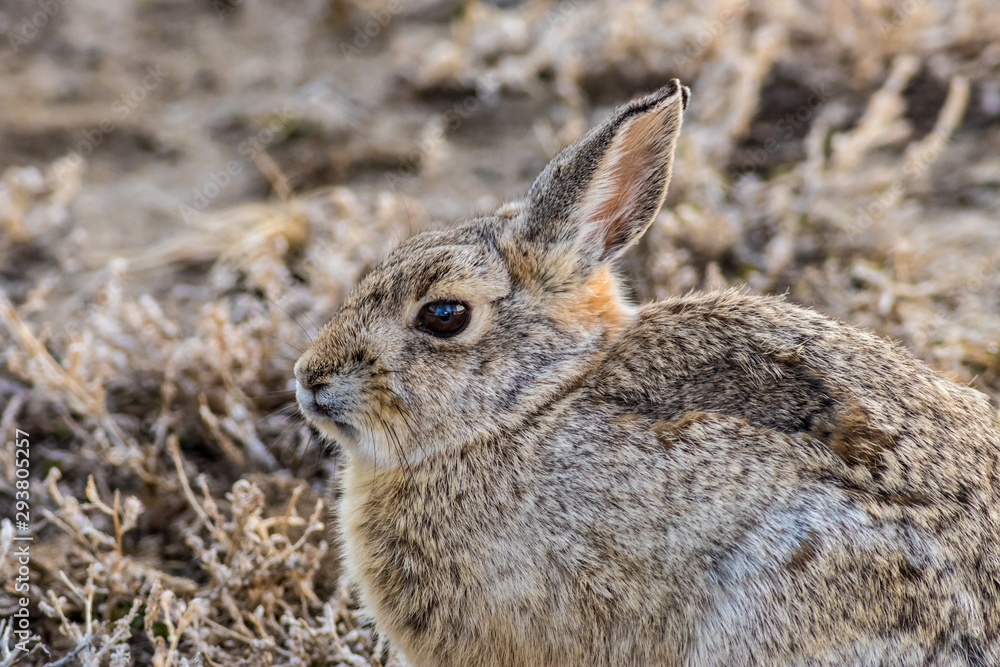Obraz premium Cottontail Rabbit