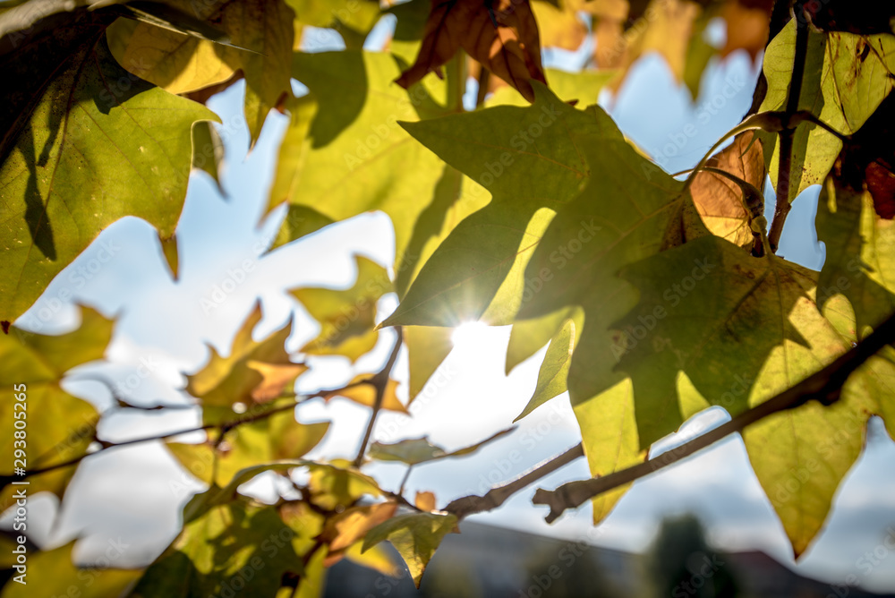 Herbstblätter Herbstblätter