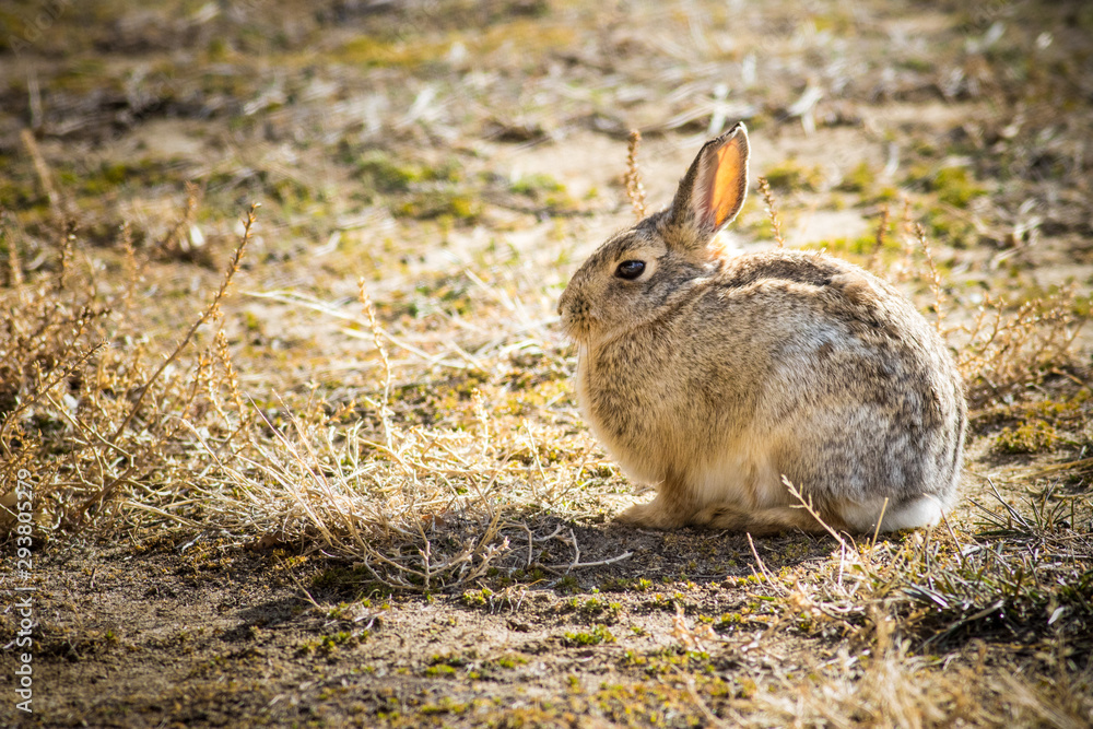 Fototapeta premium Cottontail Rabbit