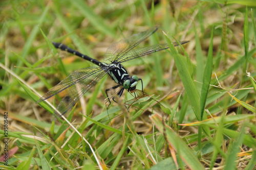 Dragonfly to prey on other insects - Davidius nanus, It is called "Davido-sanae" in Japan.