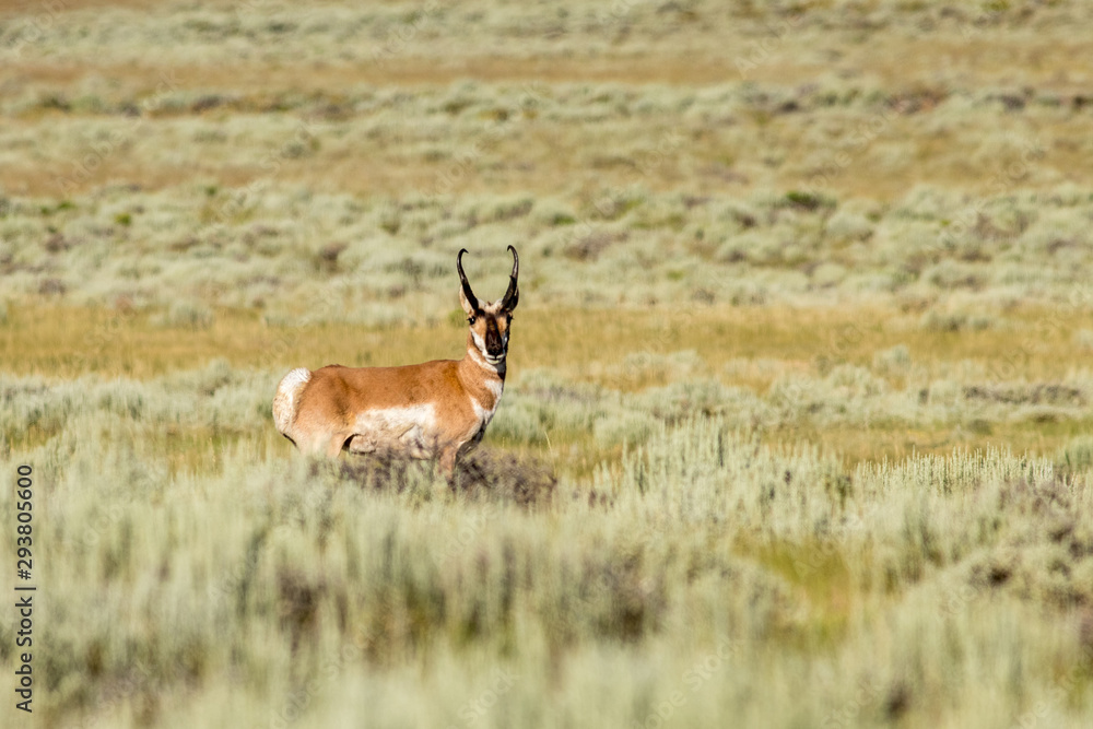 Obraz premium Pronghorn Buck