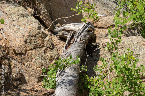 trunk of a tree twisted 