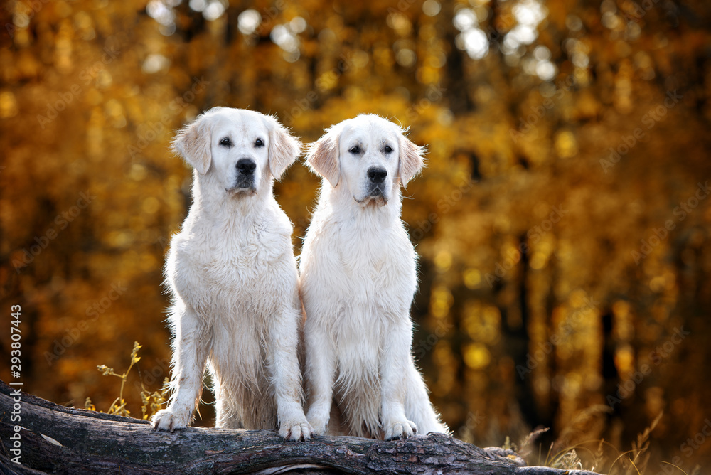 two golden retriever dogs posing on a fallen tree in autumn