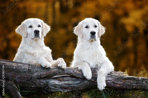 Wall Mural two golden retriever dogs posing on a fallen tree in autumn
