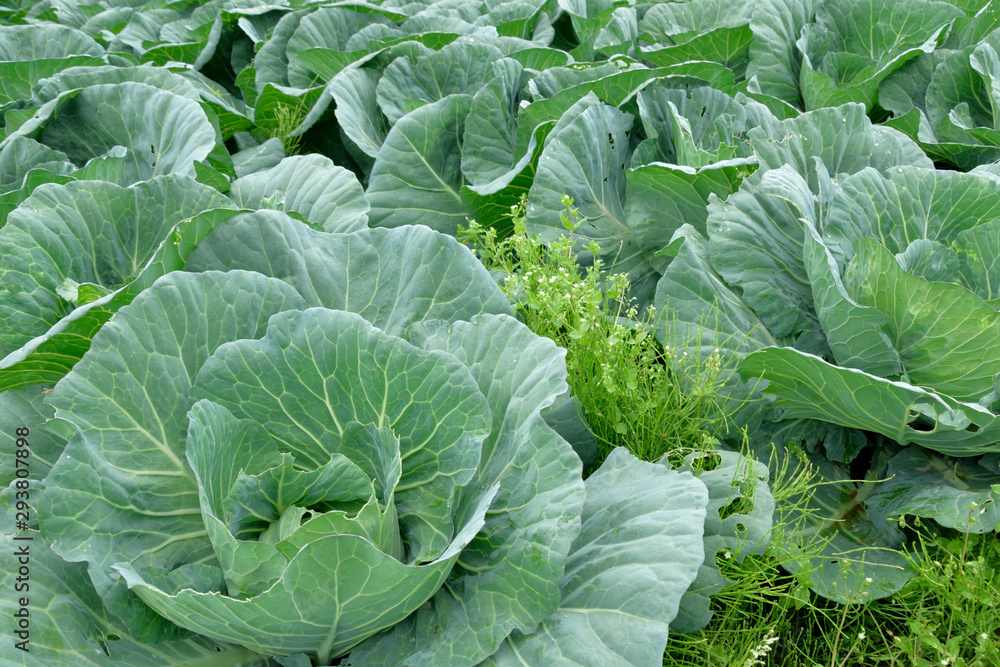 Cabbage patch. Cabbage patch.