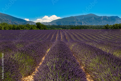 Champs de Lavande provencale