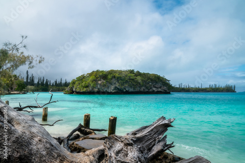 Trees uprooted by a storm on the side of the beach at Kanumera Bay on Isle of Pines on a beautiful day with white puffy clouds and turquoise waters in New Caledonia, South Pacific Ocean.