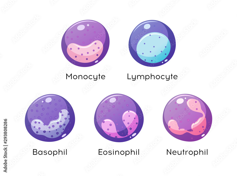Vector set of white blood cells. Monocyte, Lymphocyte, Eosinophil, Neutrophil, Basophil. Stock