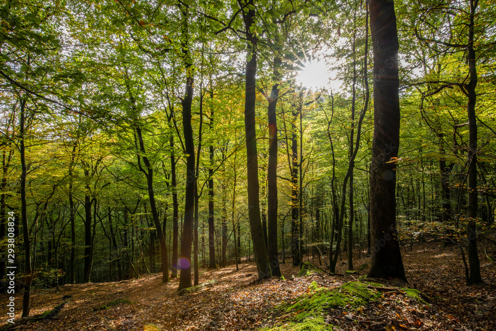 Fototapeta premium Herbstliche Aussichten im schönen Sauerland
