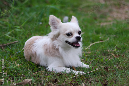 chihuahua lying on green grass